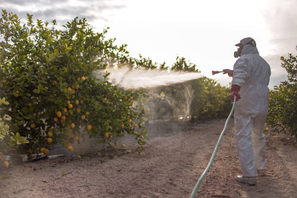 Best Insect Control  in Lucas, TX